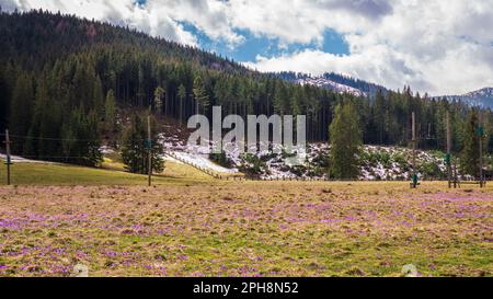 Chochołowska-Tal. Teppich aus blühenden Krokussen. Tatra-Nationalpark. Stockfoto