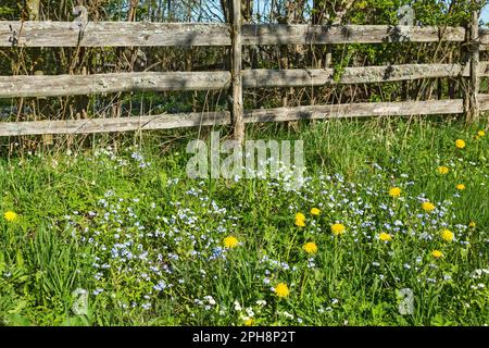 Vergiss mich nicht, keine Blumen an einem Holzzaun im Frühling Stockfoto