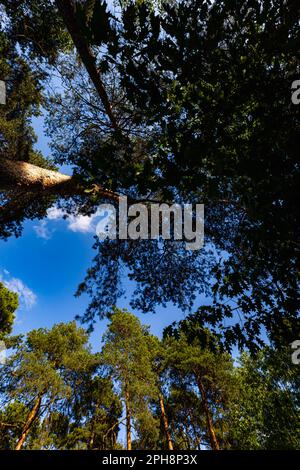 Blick von unten auf hohe Baumwipfel voller Blätter und einen wunderschönen blauen Himmel mit ein paar Wolken Stockfoto