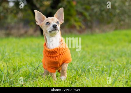 Der Chihuahua-Hund in einer orangefarbenen Jacke steht nachmittags im grünen Gras im Park Stockfoto