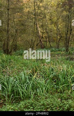 In den Wäldern der Flutlichter... Herrenbusch ( Meerbusch, Lank-Latum ). Stockfoto