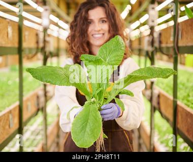 Gärtnerin mit grüner Blattpflanze - Blattsenf. Junge Frau in Gartenhandschuhen mit Blattgrün in den Händen, die im Gewächshaus steht. Stockfoto