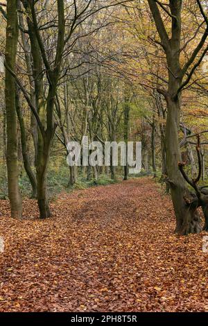 Herbst... Herrenbusch ( Lank Latum, Rheinviertel Neuss ), Herbstspaziergang durch den Wald Stockfoto