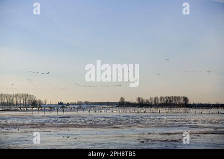 Wilde Gänse am Niederrhein... Bisliche Insel (Xanten) im Winter mit Schnee und Eis Stockfoto