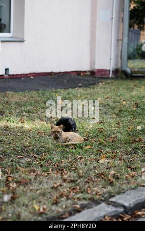 Zwei süße streunende Katzen ruhen sich auf dem Gras aus Stockfoto