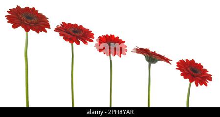 Set aus wunderschönen roten Gerbera-Blumen auf weißem Hintergrund Stockfoto