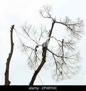 Ivano-Frankivsk, Ukraine 15. Dezember 2022: Ein Baumpfleger schneidet einen Baum auf dem Land, einen Baum am Himmelshintergrund, eine Silhouette einer Person und Stockfoto