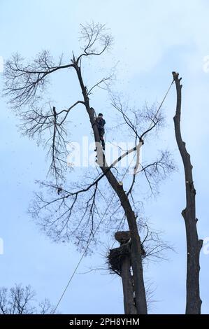 Ivano-Frankivsk, Ukraine 15. Dezember 2022: Ein Baumpfleger schneidet einen Baum auf dem Land, einen Baum am Himmelshintergrund, eine Silhouette einer Person und Stockfoto