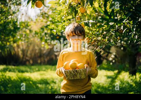 Porträt eines süßen kleinen Bauernjungen mit Wicker-Korb voller frischer organischer Orangen. Glückliches Kind mit Brille erntet Gemüse Obst in Grün Stockfoto