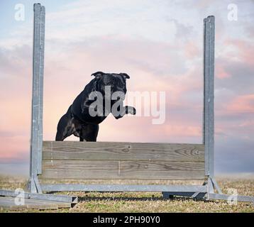 staffordshire Bull Terrier, der einen Zaun für Gehorsamsdisziplin überspringt Stockfoto