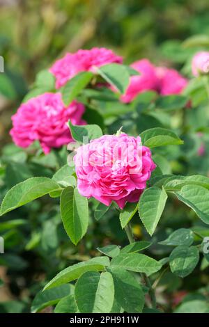 Rosa De Rescht, Rose De Rescht, Rosa Rose de Rescht, Portland Damask Rosenrot-lila Blüten Stockfoto