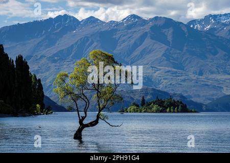 Wanaka Willow, Lake Wanaka, South Island, Neuseeland Stockfoto