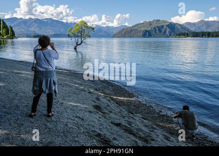 Wanaka Willow, Lake Wanaka, South Island, Neuseeland Stockfoto