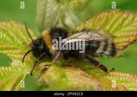 Natürliche Nahaufnahme auf einem seltenen blauen Becher mit dem Zeichen "Damselfly", Erythromma lindenii Stockfoto