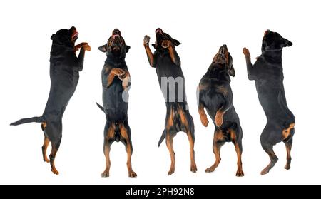Reinrassige Rottweiler, die vor weißem Hintergrund springen Stockfoto