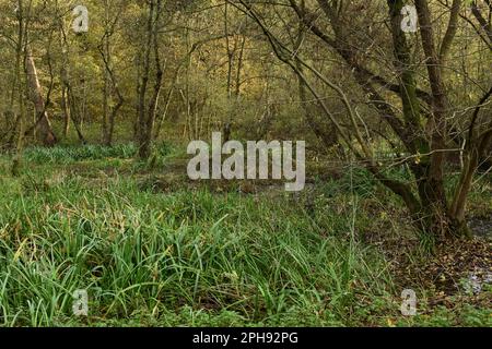 In den Wäldern der Flutlichter... Herrenbusch ( Meerbusch, Lank-Latum ). Stockfoto