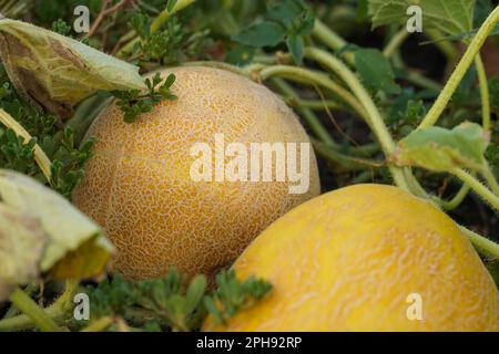 Zwei reife Melonen, weicher Fokus, Draufsicht. Gelbe Melone wächst in offenem organischen Boden Stockfoto