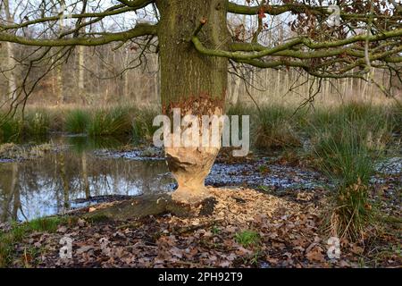 Essensspuren... Biber ( Castor Fiber ), Baum genagt von Biber ( Massive Eiche ) *** Stockfoto