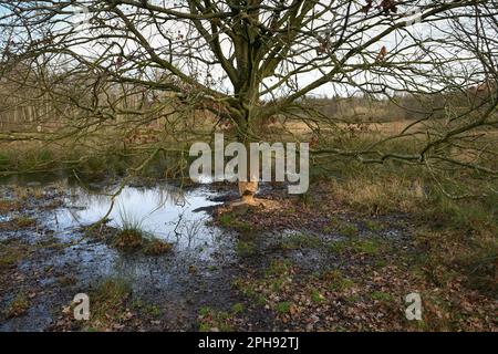 Essensspuren... Biber ( Castor Fiber ), Baum genagt von Biber ( Massive Eiche ) *** Stockfoto