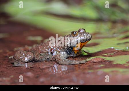 Habitat, das Wasser spuckt... Gelbbauchkröte ( Bombina variegata ) in natürlicher Umgebung. Stockfoto