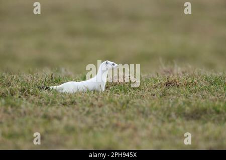 Auf der Jagd... Hermelin ( Mustela erminea ) in weißem Wintermantel auf einer Weide, Wiese. Stockfoto