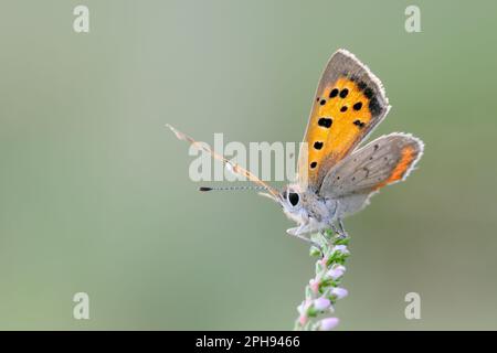 In Richtung Sonne... Small Copper * Lycaena phlaeas * öffnet seine Flügel und zeigt die Unterseite der Flügel. Stockfoto