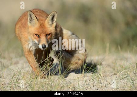 Raffinierter Look... Rotfuchse jagen, frontal schießen, sich anschleichen. Stockfoto