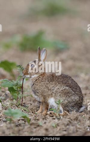 Auf einem unkultivierten Feld... Wildkaninchen ( Oryctolagus cuniculus ) isst von Feldkräutern Stockfoto