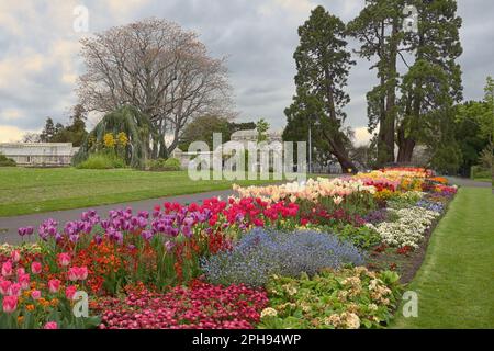 Die nationalen Botanischen Gärten Irlands. Frühling in Dublin Stockfoto