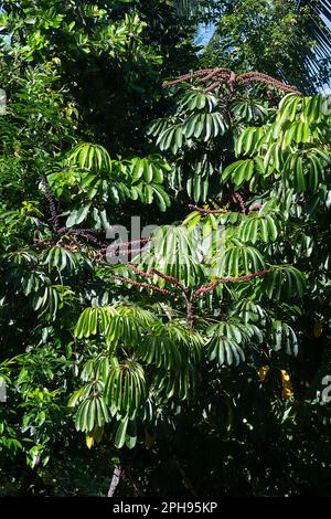 Ein Schirmbaum (Schefflera actinophylla) mit Früchten, Far North Queensland, FNQ, QLD, Australien Stockfoto