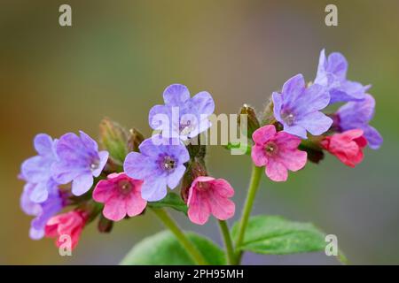 Lungenkraut, Pulmonaria officinalis Blüten, Nahaufnahme. Heilpflanze, Kraut. Unscharfer Hintergrund, Kopierraum. Beckov, Slowakei Stockfoto