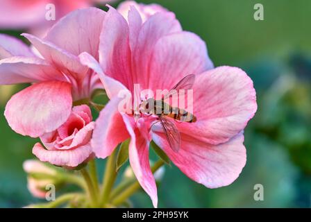 Begonia-Blume mit Insekt, Nahaufnahme. Marmeladen-Schwebfliege, Episyrphus balteatus, Pollynator. Dekorativer Garten Trencin, Slowakei Stockfoto