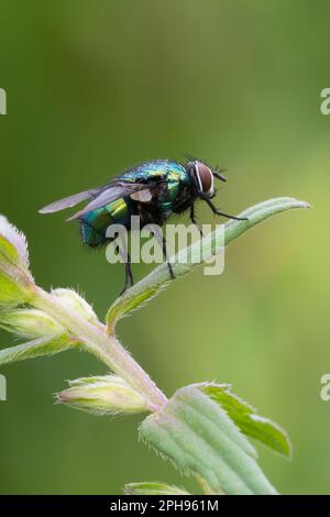 Eine gewöhnliche grüne Fliege, die auf einem Blatt einer Wiesenpflanze sitzt. Seitenansicht, Nahaufnahme. Unscharfer grüner Hintergrund. Gattung Lucilia sericata. Trencin, Slowakei Stockfoto