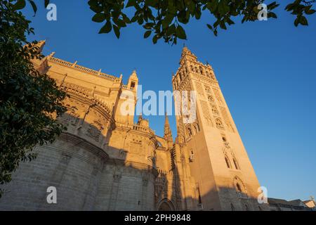 Kathedrale von Sevilla (Catedral de Santa Maria de la Sede), Architektur im gotischen Stil in Spanien, Andalusien. Hochwertiges Foto Stockfoto