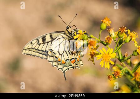 Eine Schmetterling (Schwalbenschwanz) sitzt auf einer gelben Blume. // Ein Schmetterling (Schwalbenschwanz) sitzt auf einer gelben Blume. Stockfoto