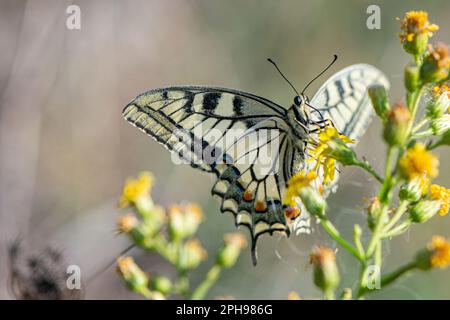 Eine Schmetterling (Schwalbenschwanz) sitzt auf einer gelben Blume. // Ein Schmetterling (Schwalbenschwanz) sitzt auf einer gelben Blume. Stockfoto