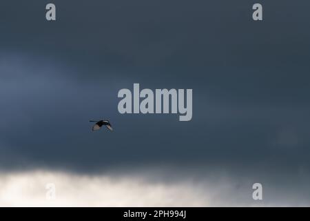 Elster fliegt durch den Himmel inmitten von Sturmwolken Stockfoto