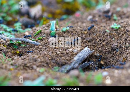 Ameisen laufen auf dem Boden neben ihrem Nest und suchen Essen in Makro in der Nähe Stockfoto