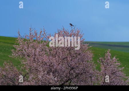 Vogel auf Mandelbaum mit weißen Blumen und Feldern im Hintergrund Stockfoto