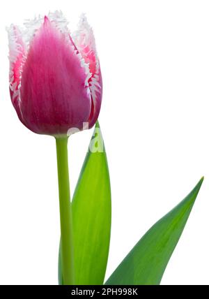 Eine rosa Tulpe, die im Garten blüht. Knospen und grüne Blätter. Wunderschöne Blüten sind isoliert. Stockfoto
