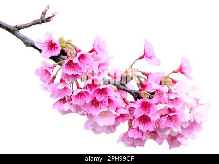 Sakura mit Regentropfen. Frische rosa Kirschblüten nach dem Regen. Wunderschöne Blüten sind isoliert. Stockfoto