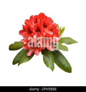 Rote Rhododendron-Blumen, Nahaufnahme isoliert auf weißem Hintergrund Stockfoto