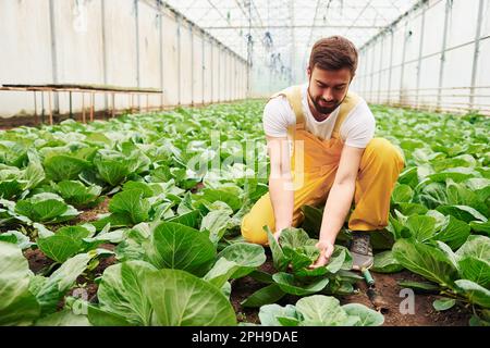 Ich kümmere mich um Kohl. Junge Gewächshausangestellte in gelber Uniform haben einen Job im Haus Stockfoto