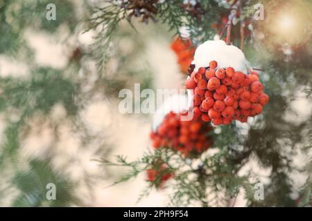 Rote Rowan-Beeren auf einem Ast mit Schnee bedeckt im Freien an kalten Wintertagen, Platz für Text Stockfoto