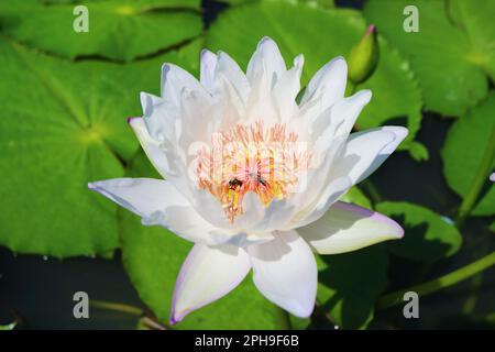 Nahaufnahme der wunderschönen White Water Lily mit einem Paar Honigbienen, die Nektar sammeln Stockfoto