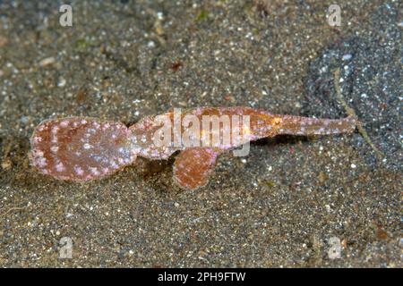 Robuster Geisterpipefish (Solenostomus cyanopterus) LembritStrait, North Sulawesi, Indonesien. Stockfoto