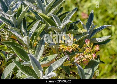 Salvia Scarea Var. Turkestiana Plant „Vatikan Weiß“ Weißer Muskat Salbei Stockfoto
