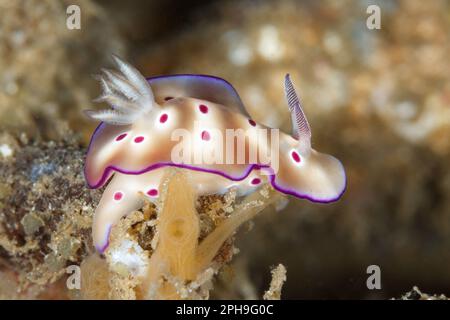 Hypselodoris tryoni Nudibranch. Lempriv Strait, North Sulawesi, Indonesien Stockfoto