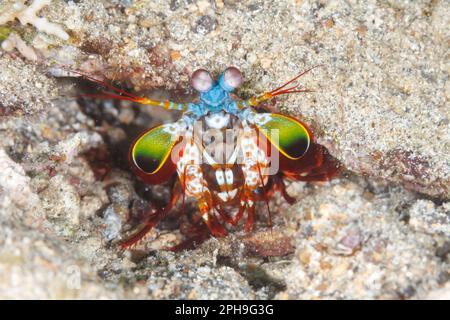 Peacock Mantis Shrimp (Odontodactylus scyllarus) Lempriv Strait, North Sulawesi, Indonesien Stockfoto