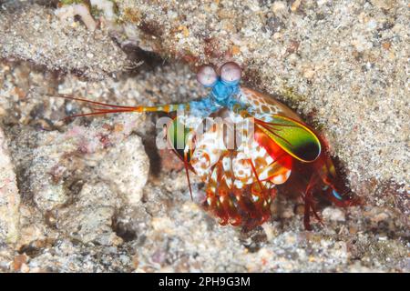 Peacock Mantis Shrimp (Odontodactylus scyllarus) Lempriv Strait, North Sulawesi, Indonesien Stockfoto